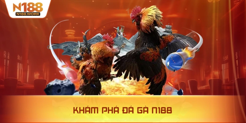 N188 cung cấp sảnh đá gà trực tiếp chuẩn quốc tế với đa dạng trận đấu.